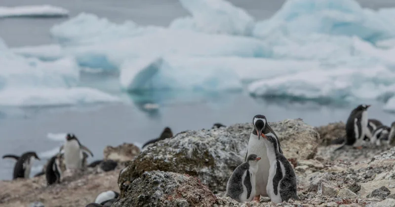 Qərbi Antarktidada pinqvinlər yox olma təhlükəsi ilə üz üzədir