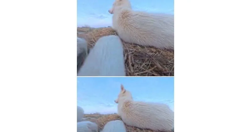 В Гренландии собака украла у журналиста камеру и включила запись ВИДЕО