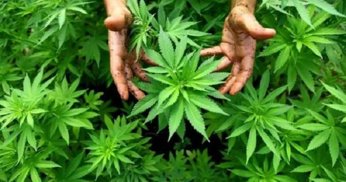 Fəzail Sadıqov: “Narkotik maddələr insanda psixoloji meyl və asılılıq yaradır”