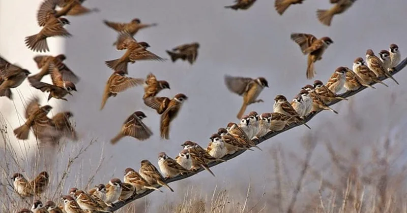 В России пройдёт перепись воробьёв Minval Politika