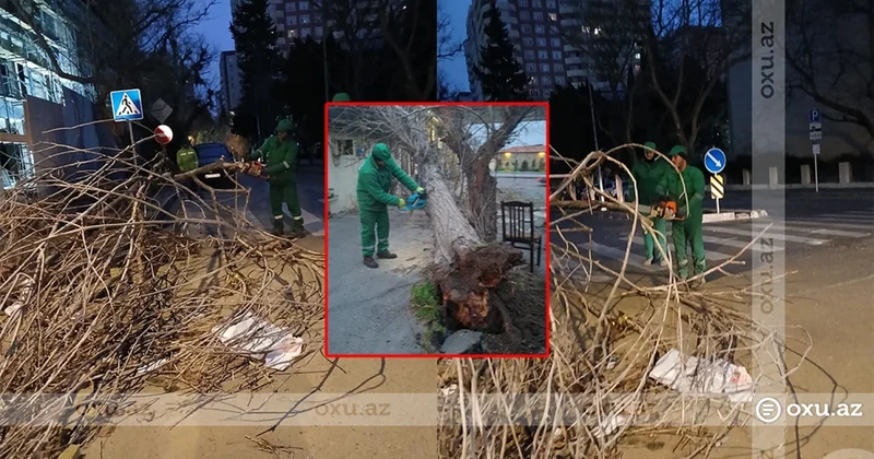 Güclü külək ağacları aşırdı