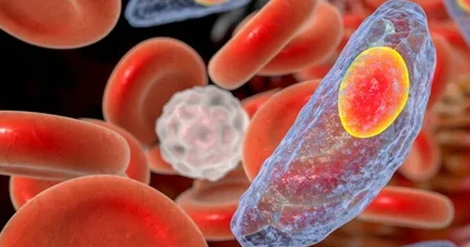 Ученые раскрыли скрытую структуру опасного паразита, заражающего треть человечества