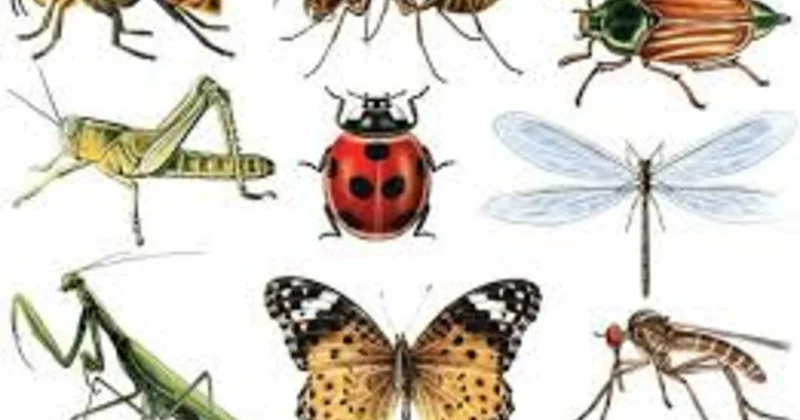 Alimlərdən sensasion açıqlama: Bəzi heyvanlar gəncləşirlər