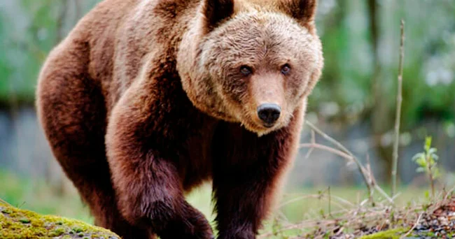 İsveçrəli alimlər qonur ayıların dəqiq tanınması üçün süni intellekt hazırlayıblar
