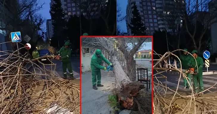 В Баку из за сильного ветра повалены 19 деревьев
