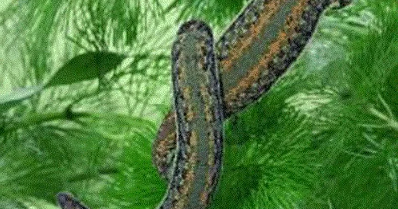 Coğrafiyaşünas alim: Təbabət zəlilərinin kortəbii ovlanması ekoloji təhlükə yaradır