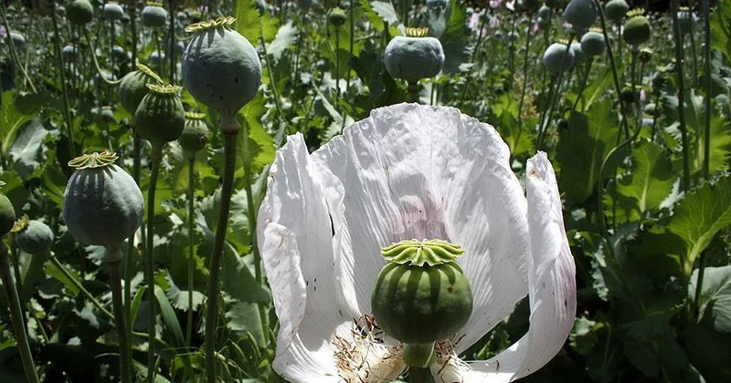 İranda xaşxaş əkininə icazə verildi