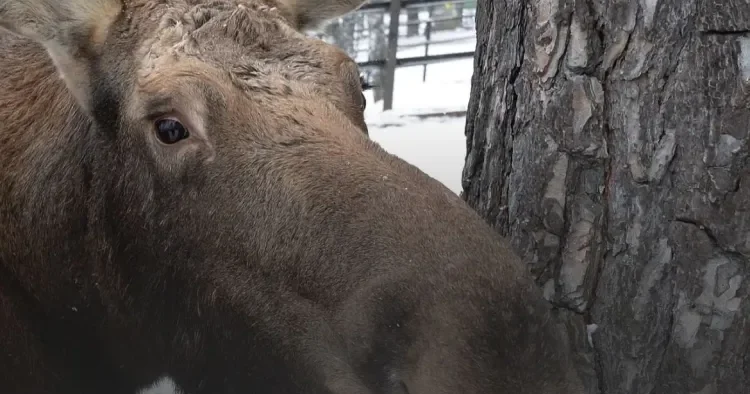 Avtobus dayanacağında maral GÖRÜNDÜ