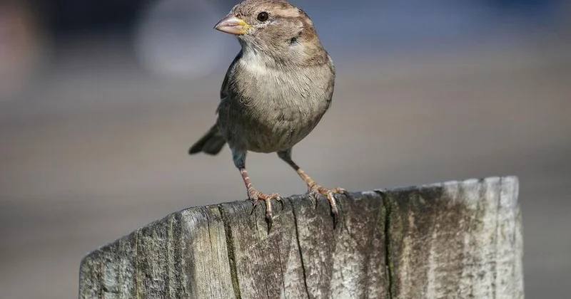 Rusiyada sərçələrin siyahıyaalması keçiriləcək