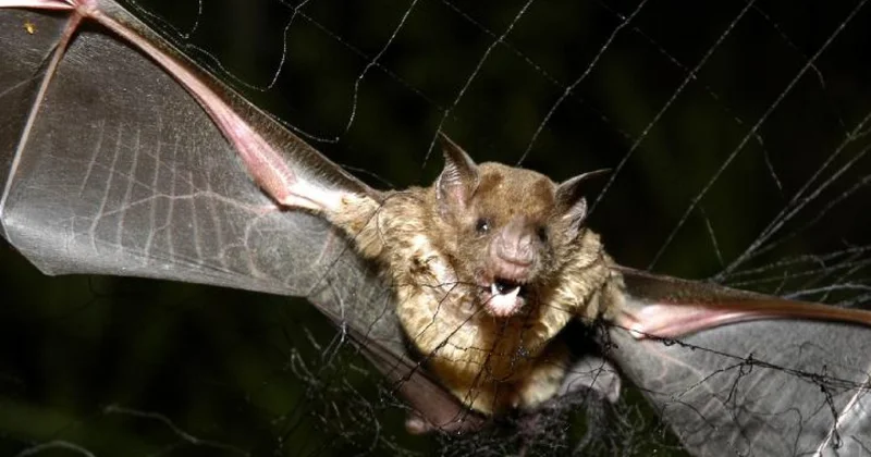 Bu ölkədə yarasalardan insana keçən yeni virus aşkarlandı