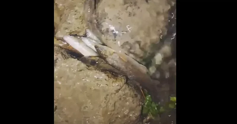 В реке Бадам в Казахстане массово гибнет рыба