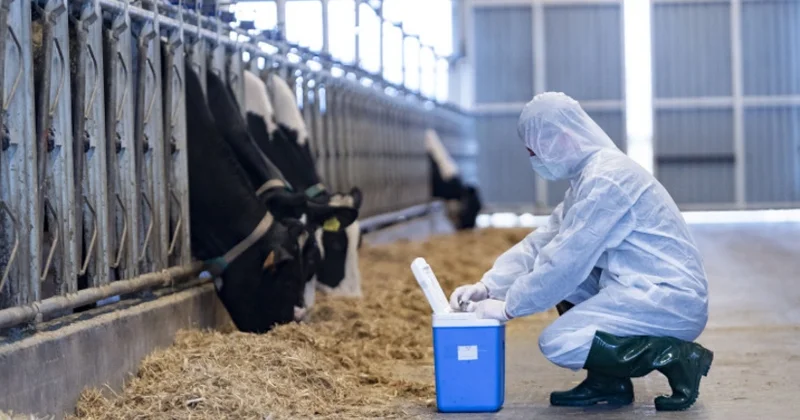 İri və xırdabuynuzlu heyvanlar peyvəndlənir Dövlət Agentliyi