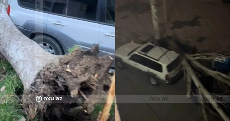 Bakıda ağac maşınların üzərinə aşdı VİDEO