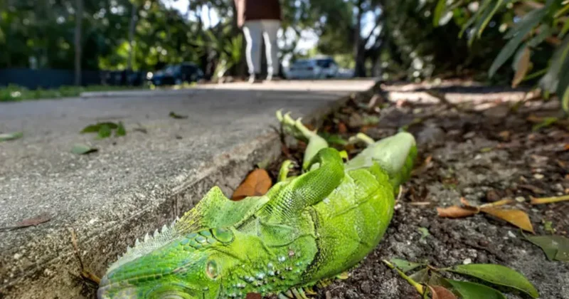 Göydən iquana yağdı Fotolar