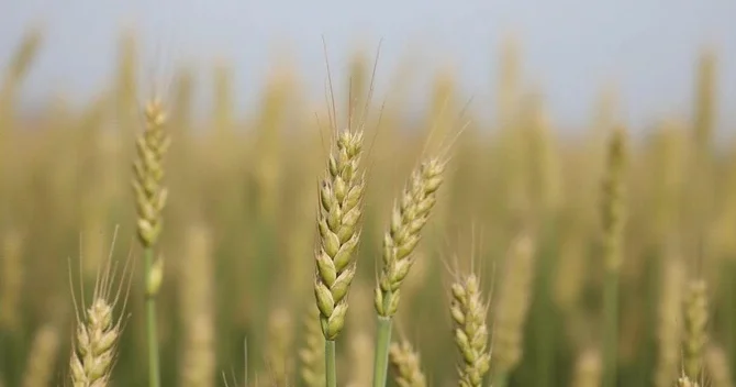 Azərbaycanda ötən il ümumi taxıl istehsalı 3 faiz artıb