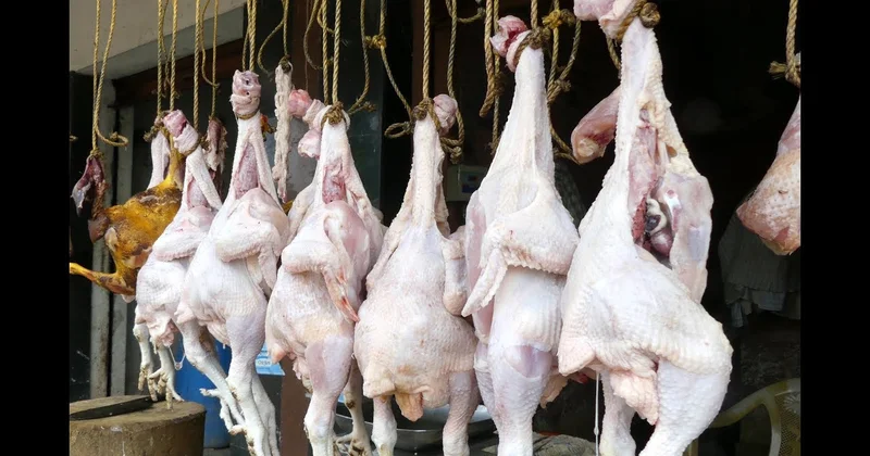 Птица с сюрпризом