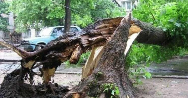 Bakıda küləyin fəsadları: İri ağaclar kökündən aşdı