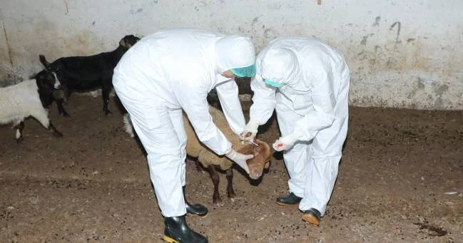 Heyvanlar yenidən peyvəndlənməyə başlanıb Yeni xəstəlik yayılıb?