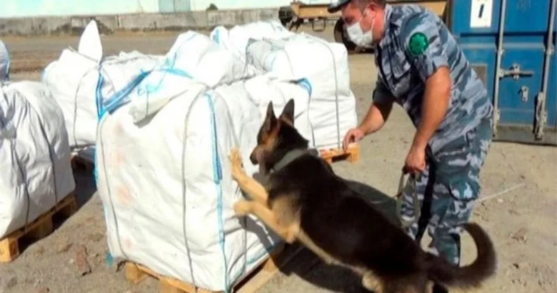 “Təzə qarpız”dan külli miqdarda narkotik çıxdı FOTOLAR