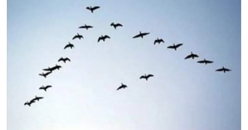 Durna və qarışqa Ceyhun Ərmən Vedilinin hekayəsi