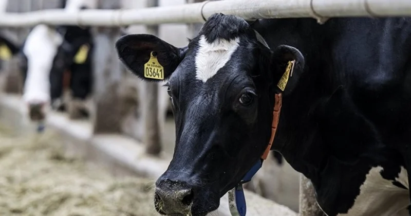 Nazirlik dabaq xəstəliyi ilə bağlı məlumat yaydı