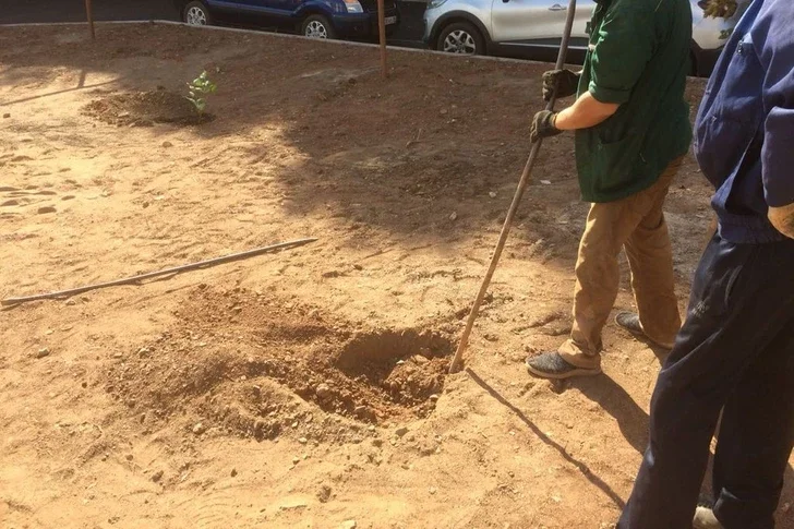 В столичном поселке сажают деревья на участках без согласия владельцев