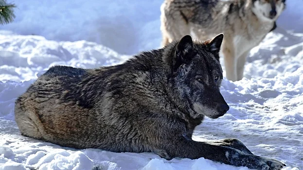 Dağıstanda canavarlar onlarla sika maralını öldürüb