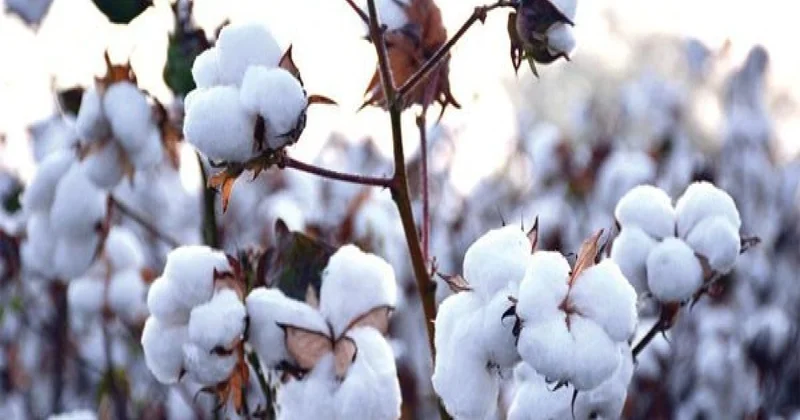 Prime Cotton” MMC nin ixrac gəlirləri 2 dəfəyə yaxın artıb