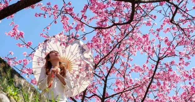 Vaşinqtonda sakura mövsümü: Tokio hədiyyəsi şəhərə xüsusi gözəllik qatır FOTOlar