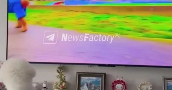 В Китае запустили телевизионный канал для животных ВИДЕО