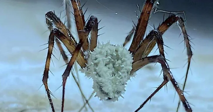 Грибок Aspergillus начнет угрожать миллионам людей из за изменения климата