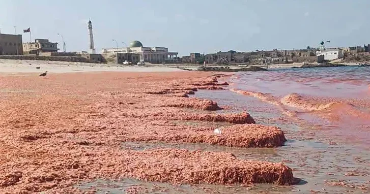 Оманский пляж окрасился в красный цвет из за массовой гибели креветок
