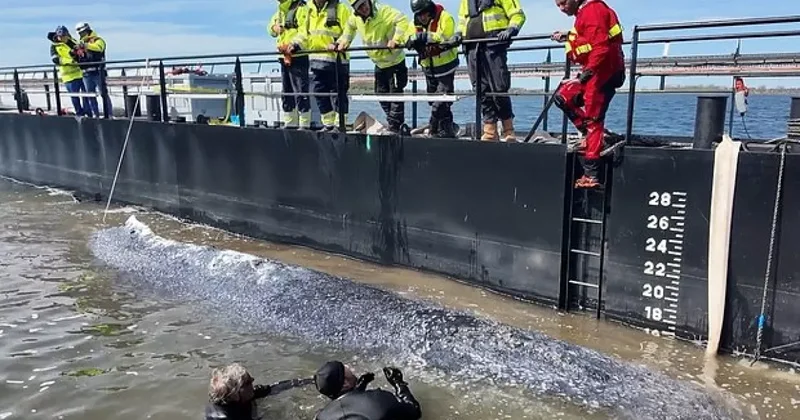 Спасенный кит Тимми уплыл в Северное море