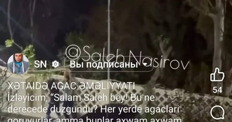 Ночные бакинские дровосеки лазают по веткам: вмешалось министерство ВИДЕО