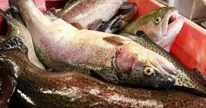Россия и Казахстан закупают форель из Кыргызстана