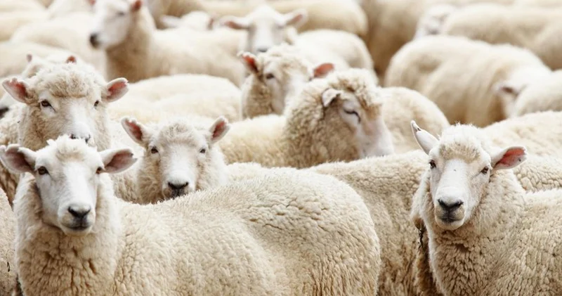 Bayram qiymətləri: Qurbanlıq qoyunlar neçəyə satılır?
