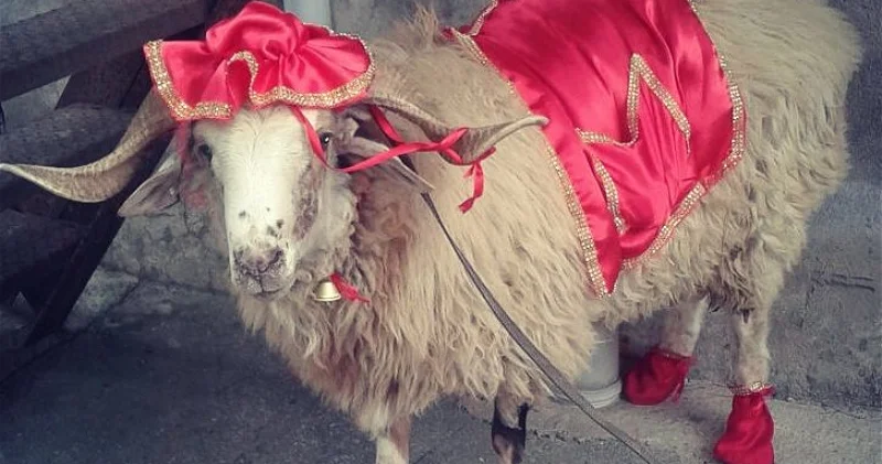 Bu heyvanları şərikli qurban kəsə bilərsiniz İslam dini icazə verir KONKRET