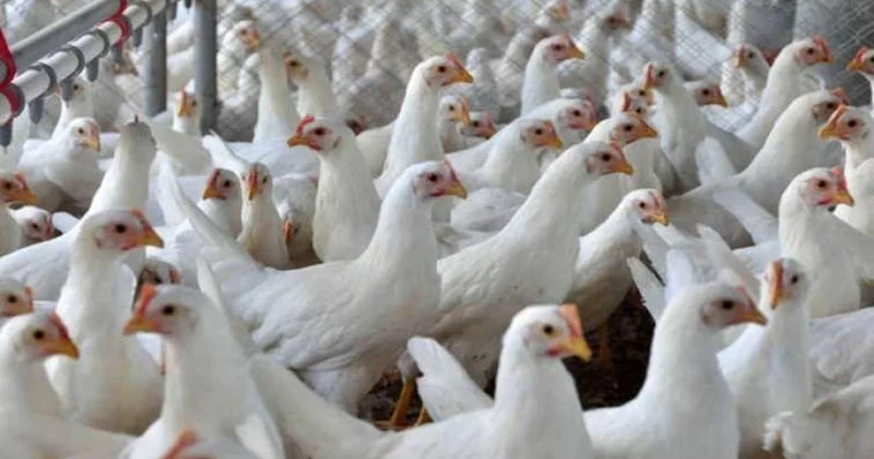 20 min toyuq yemdən, yoxsa xəstəlikdən tələf olub? Açıqlama