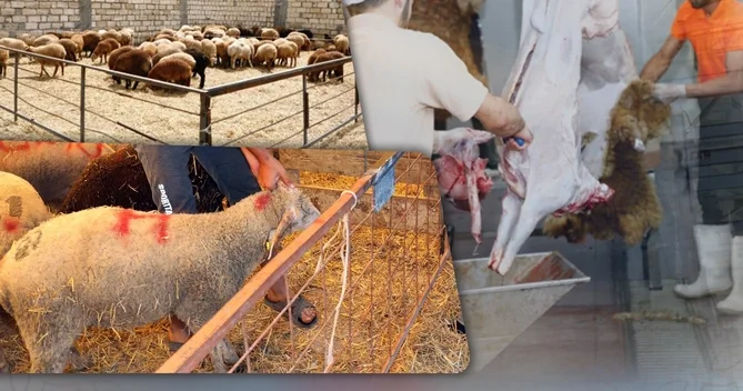 Qurbanlıq ət kimlərə paylanılmalıdır?