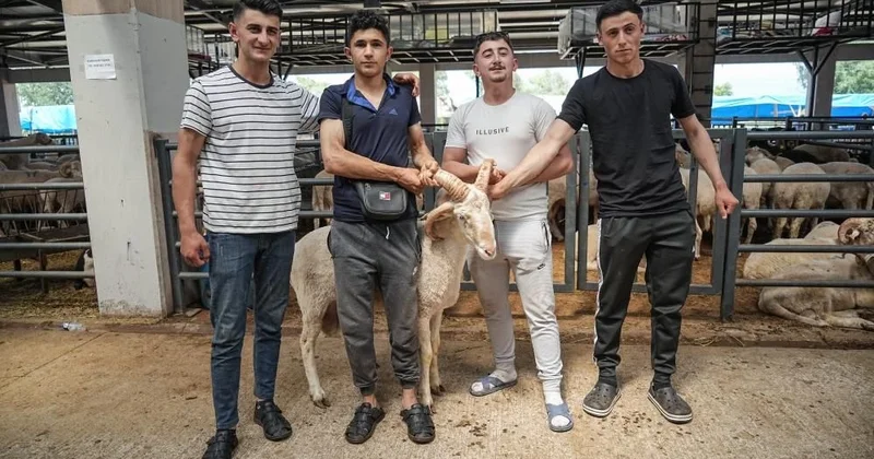 4 buynuzlu qoç satışa çıxarılıb Hər buynuz üçün 10 min... + FOTOLAR