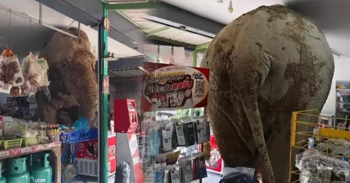 Fil marketə girdi, qabağına çıxanı yedi FOTO