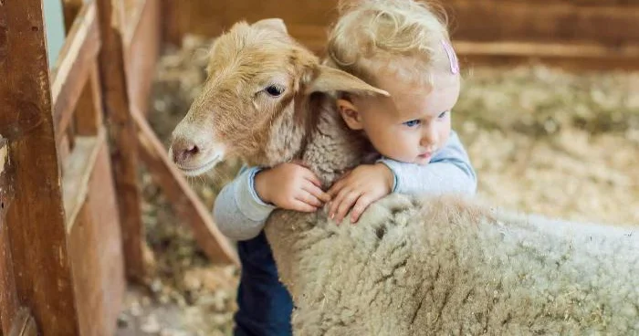 Qurban kəsiminin uşaqlara təsiri: Görməkmi, görməməkmi?