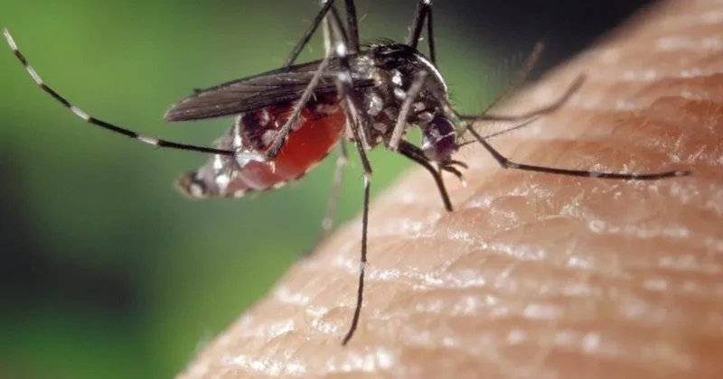 Ermənistanda ağcaqanad dişləməsi ilə keçən virus qeydə alınıb