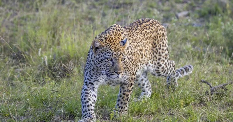 5 yaşlı uşaq leopardın qurbanı oldu