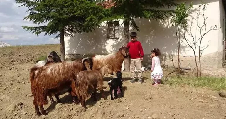 Keçi otarır, qaz bəsləyir və 500 bal toplayır