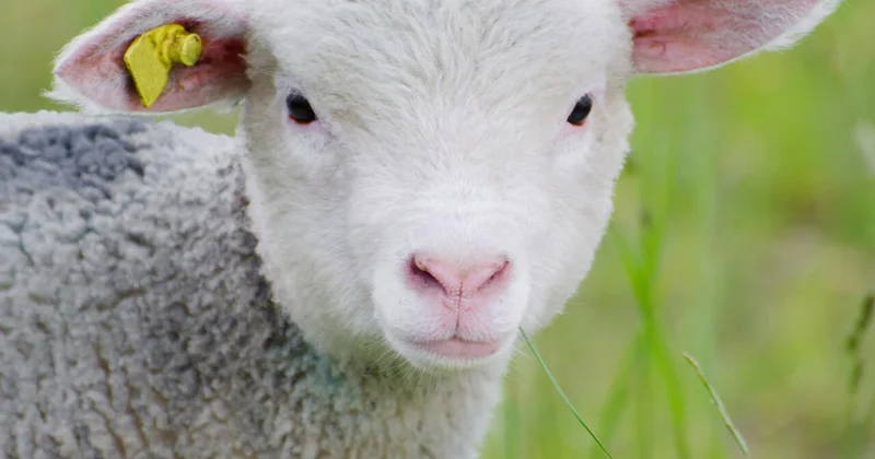 Bu il qurban kəsmək neçəyə başa gələcək?