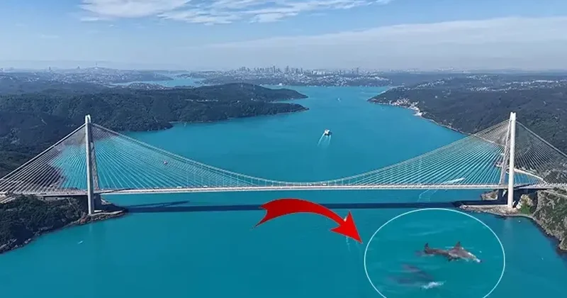 Firuzəyi rəngə bürünən İstanbul boğazında möhtəşəm mənzərə: Delfinlər peyda oldu