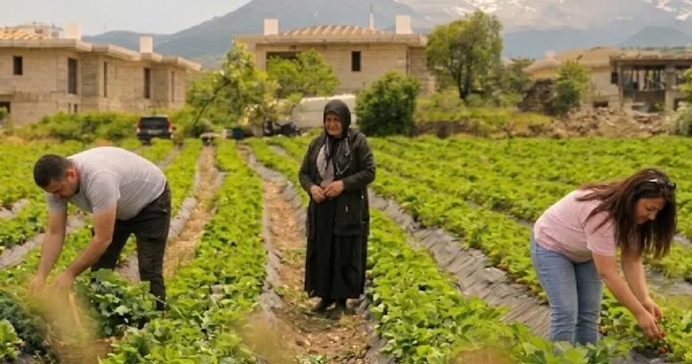 Hobbi olaraq başladılar, sərvət qazanırlar: 70 ton məhsul yığırlar FOTO