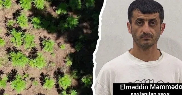 Milli Parkın ərazisində narkoplantasiya yetişdirən şəxs həbs edildi Əməliyyatın görüntüsü