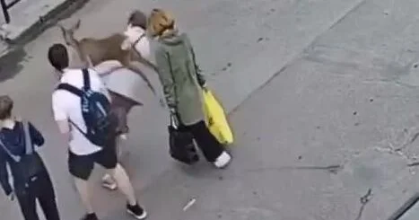 Оленёнок сбил женщину на переходе ВИДЕО